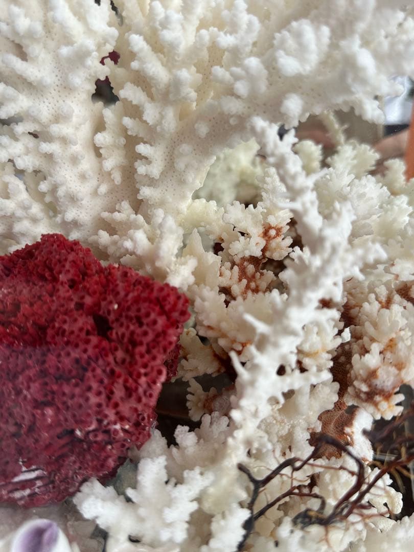 【超希少】フィジー産天然白珊瑚、赤珊瑚のディスプレイ置物ガラスケース入り
