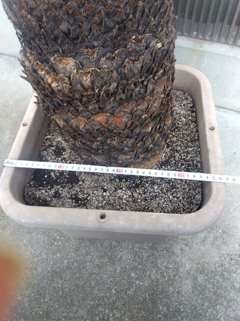 ソテツ　超幹太低重心❗バルブ22センチ❗　③