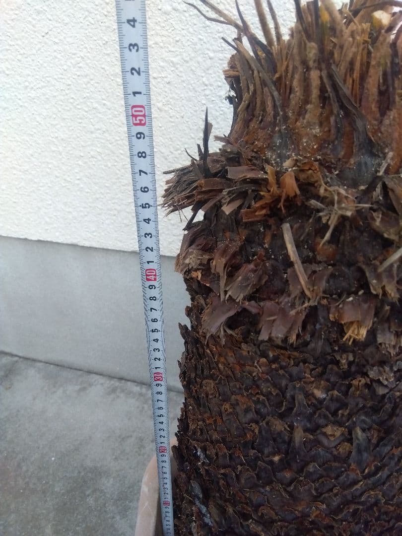 ソテツ　超幹太低重心❗バルブ22センチ❗　③