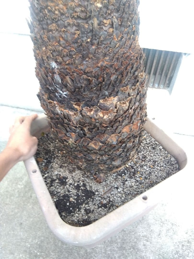 ソテツ　超幹太低重心❗バルブ22センチ❗　③