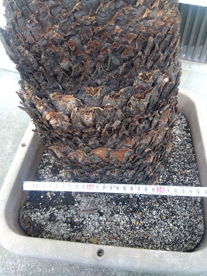 ソテツ　超幹太低重心❗バルブ22センチ❗　③