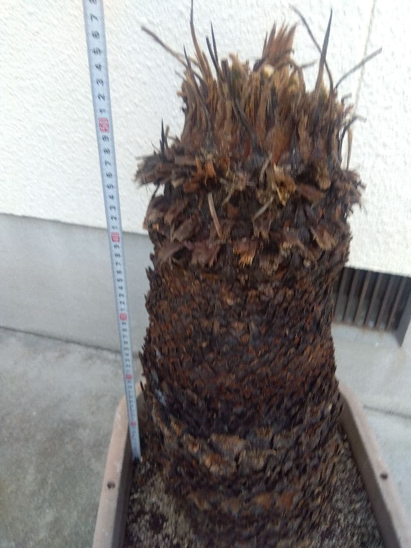 ソテツ　超幹太低重心❗バルブ22センチ❗　③