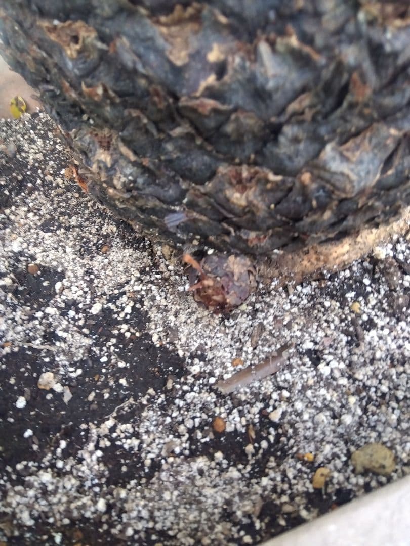 ソテツ　超幹太低重心❗バルブ22センチ❗　③