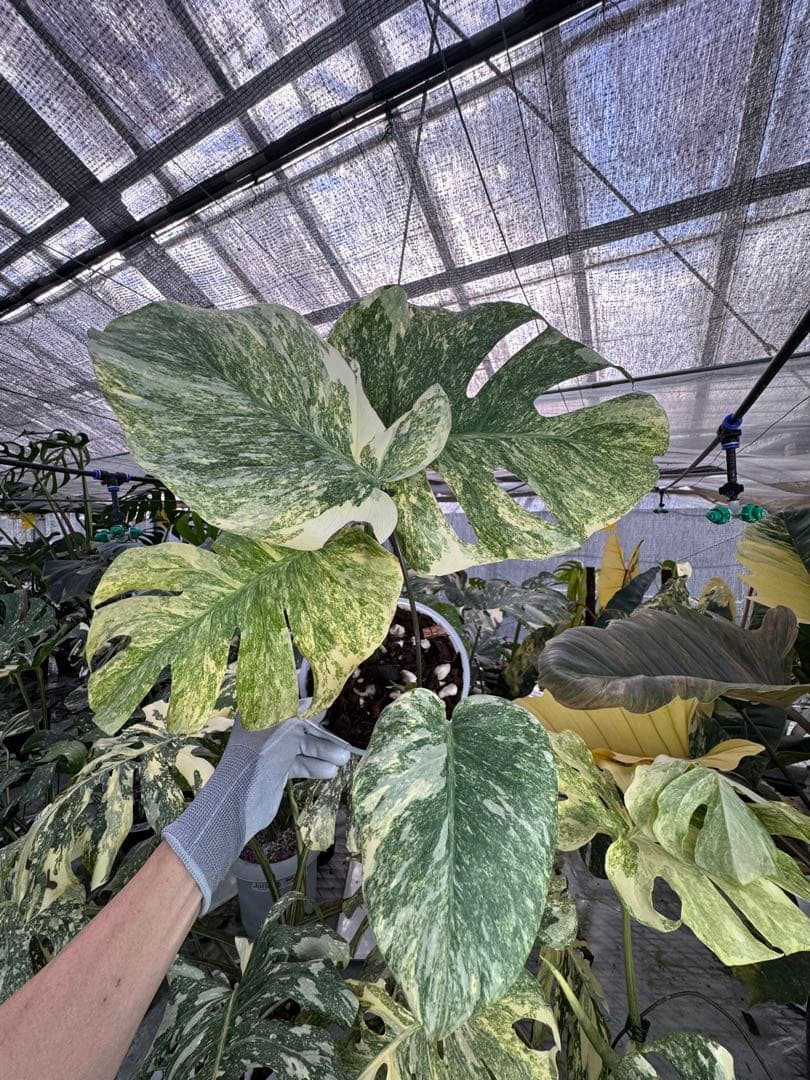 8モンステラ　デリシオーサ　レガシー　健康美斑入り株
