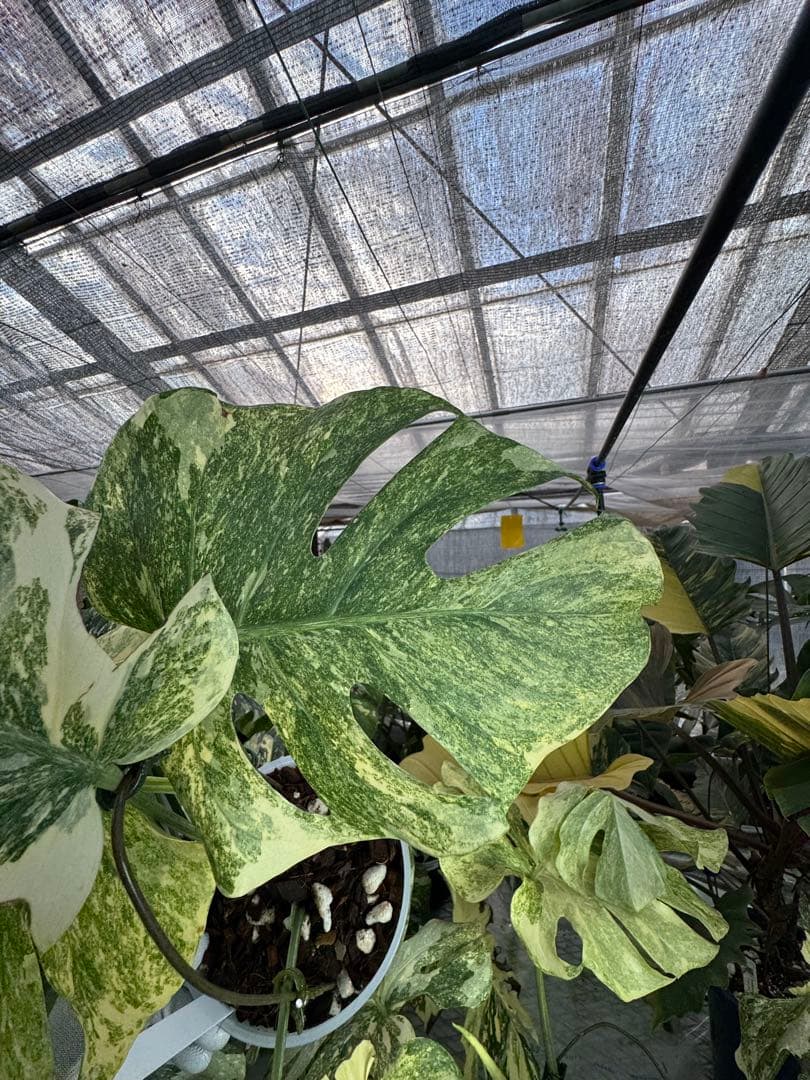 8モンステラ　デリシオーサ　レガシー　健康美斑入り株