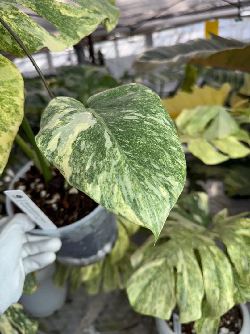 8モンステラ　デリシオーサ　レガシー　健康美斑入り株
