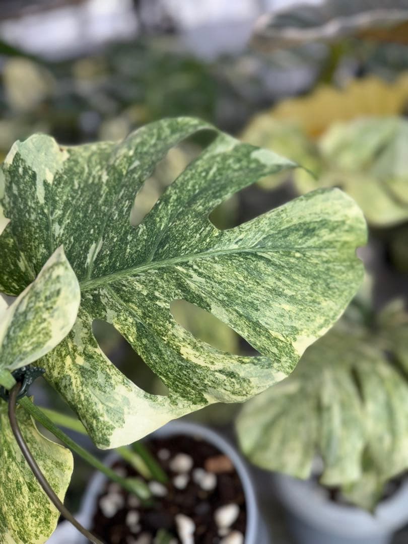 8モンステラ　デリシオーサ　レガシー　健康美斑入り株