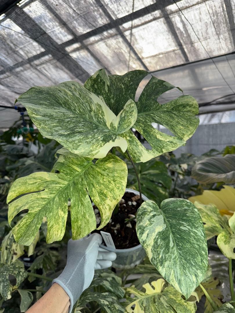 8モンステラ　デリシオーサ　レガシー　健康美斑入り株