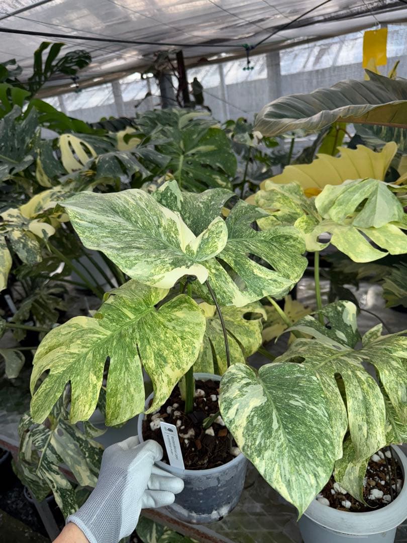 8モンステラ　デリシオーサ　レガシー　健康美斑入り株