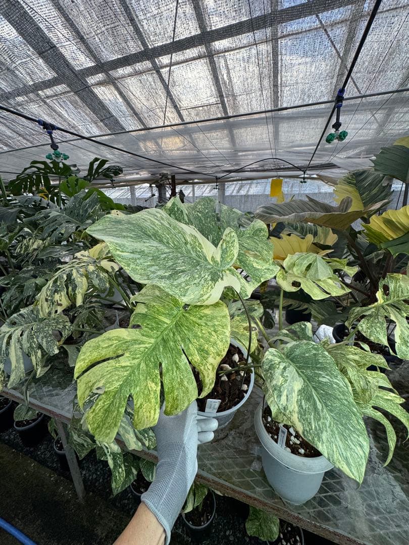 8モンステラ　デリシオーサ　レガシー　健康美斑入り株