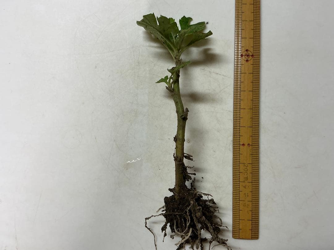 お正月咲き　寒菊 黄色　スプレー咲き