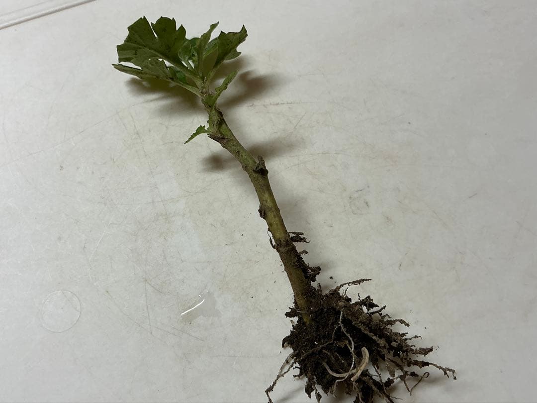 お正月咲き　寒菊 黄色　スプレー咲き