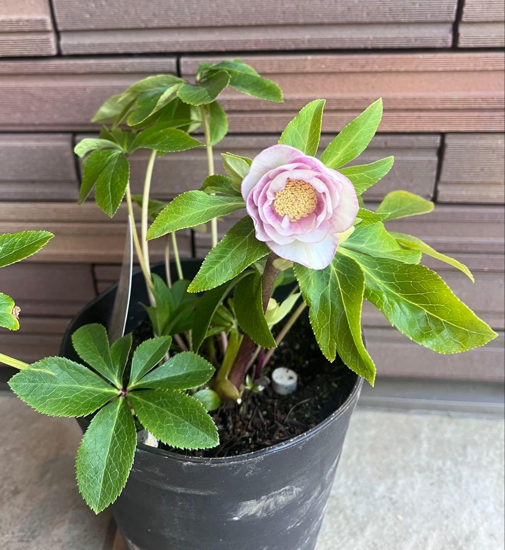 広瀬園芸 クリスマスローズ ホワイトピンクボカシdd