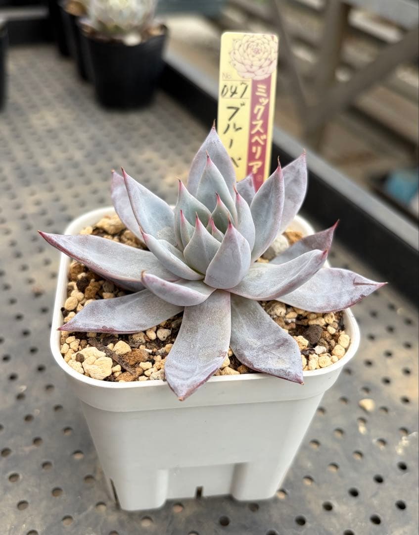 ブルーバニラ ミックスベリア おらいさん苗 抜き苗 多肉植物 - メルカリ