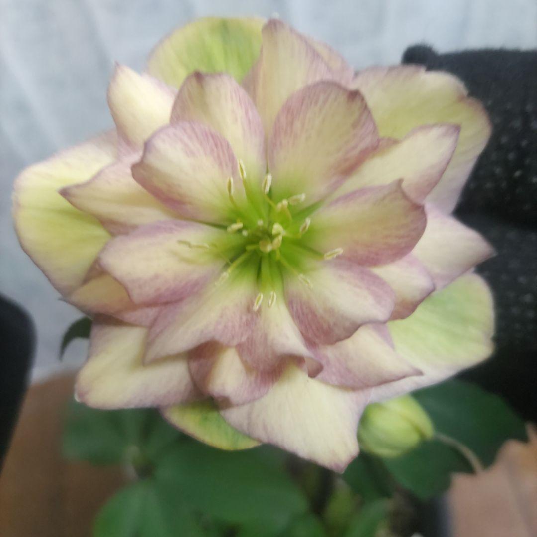 １０日入荷分⭐️クリスマスローズダブル咲き⭐️８鉢セット