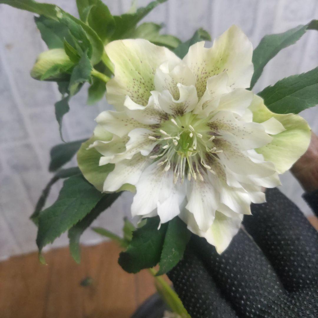 １０日入荷分⭐️クリスマスローズダブル咲き⭐️８鉢セット