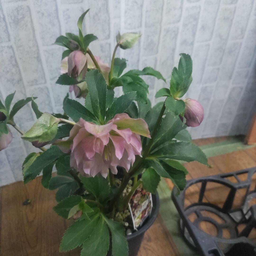 １０日入荷分⭐️クリスマスローズダブル咲き⭐️８鉢セット