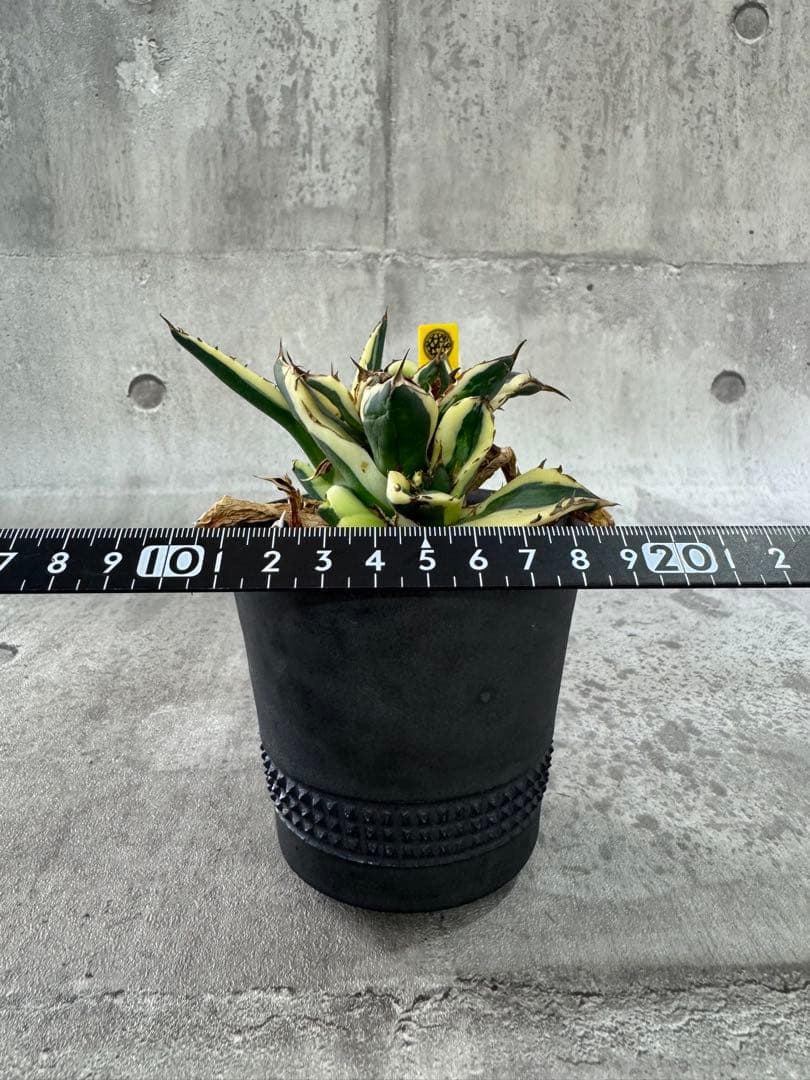 スナグルトゥース　アガベ　チタノタ spicygem鉢付
