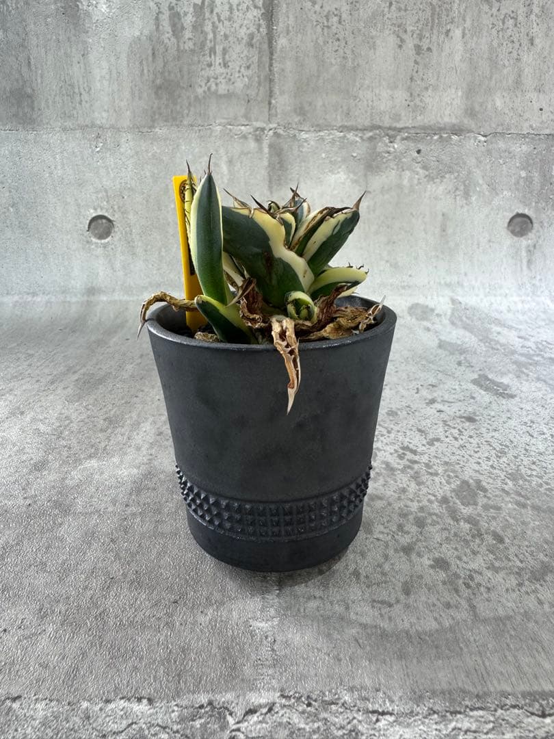 スナグルトゥース　アガベ　チタノタ spicygem鉢付