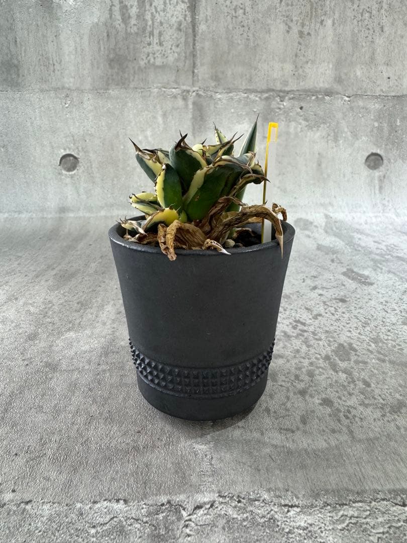 スナグルトゥース　アガベ　チタノタ spicygem鉢付