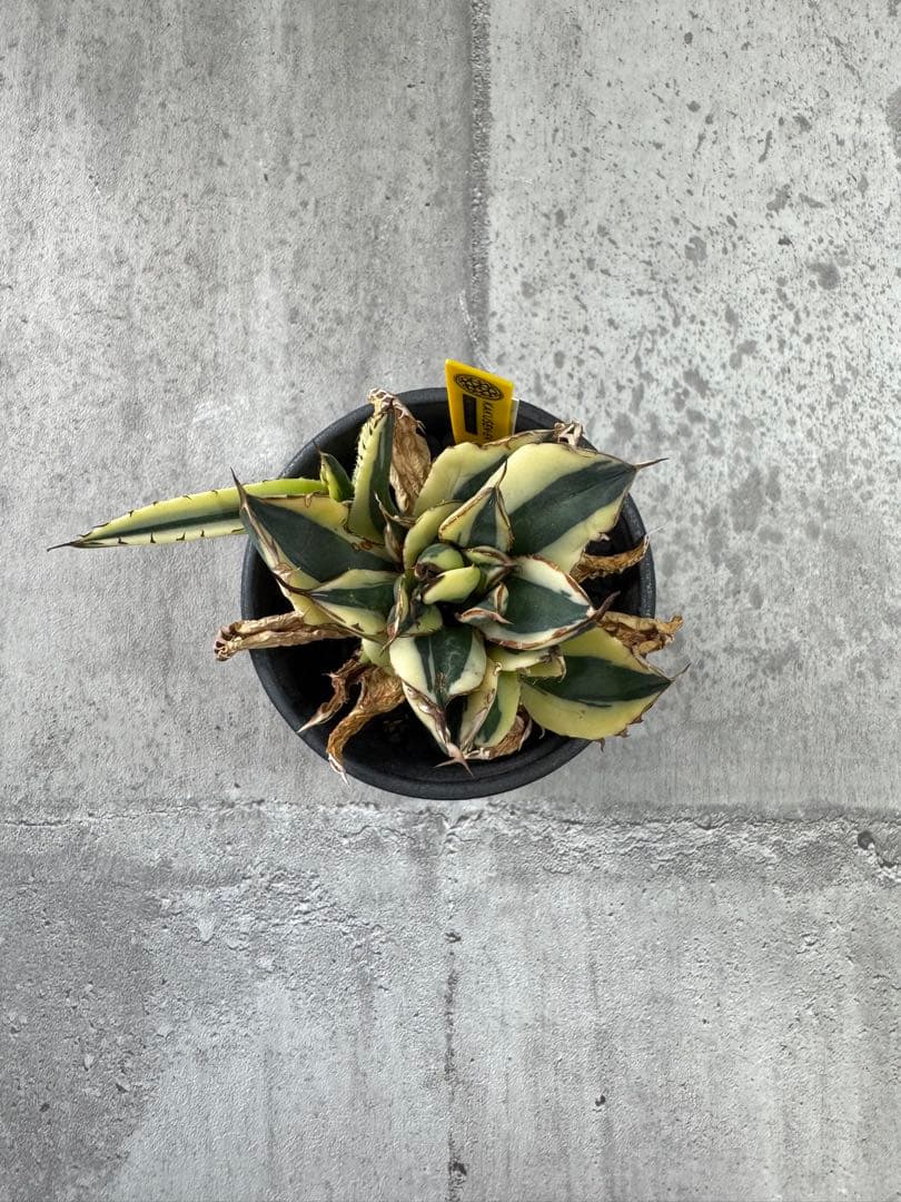 スナグルトゥース　アガベ　チタノタ spicygem鉢付