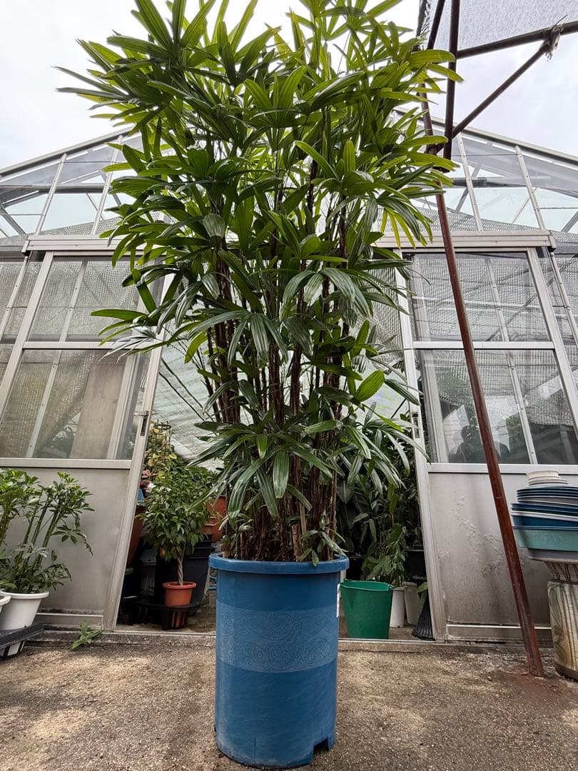 直接取引限定】特大観葉植物!観音竹 約2m60cm 15号サイズ 懸崖鉢