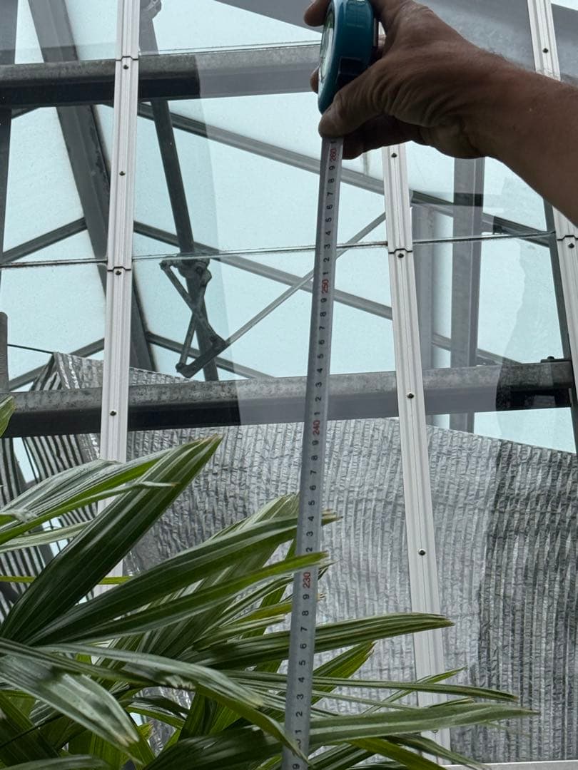 直接取引限定】特大観葉植物!観音竹 約2m60cm 15号サイズ 懸崖鉢