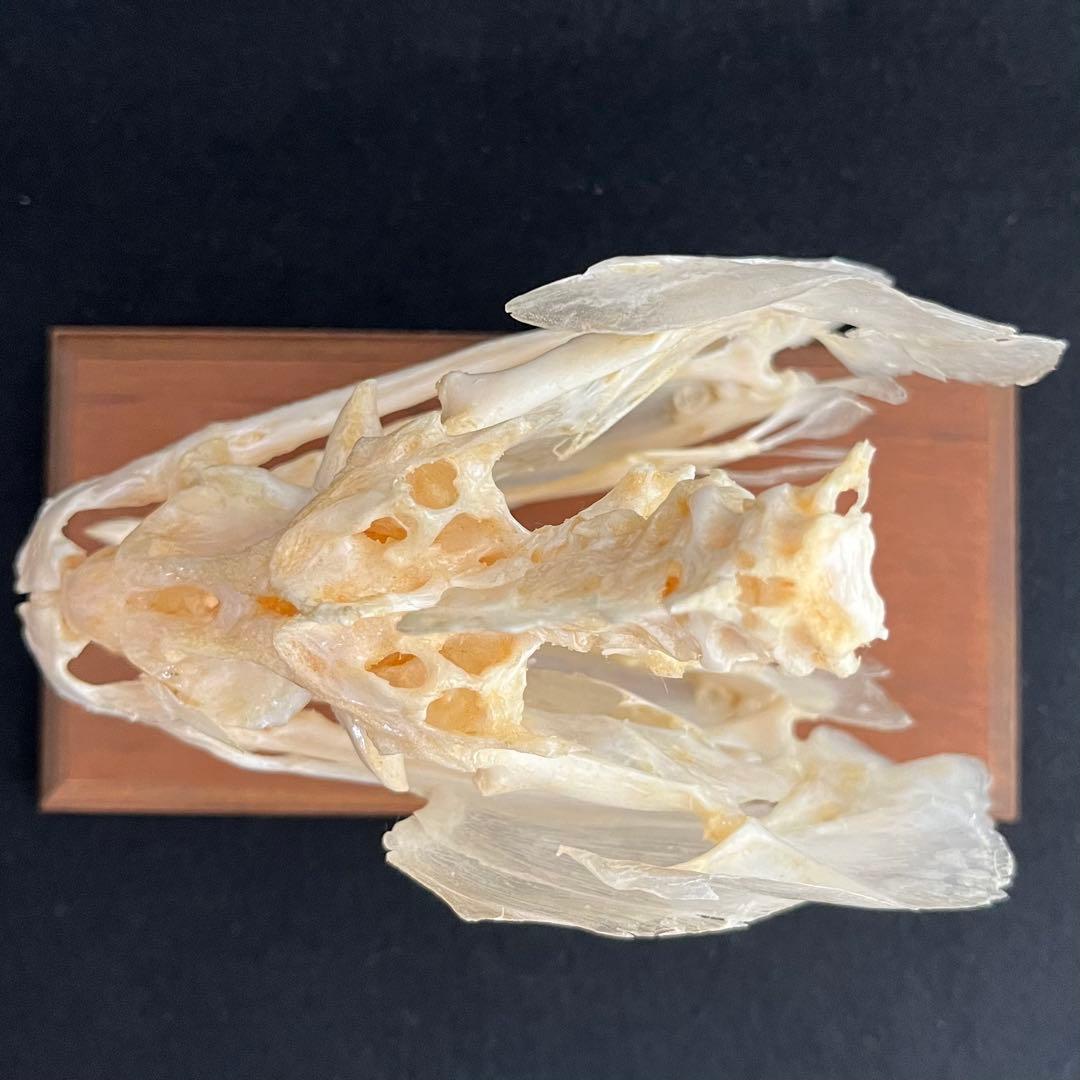 CORE-BOX様　骨格標本　カショーロ