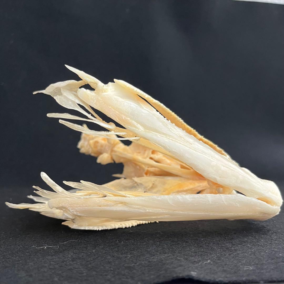 CORE-BOX様　骨格標本　カショーロ