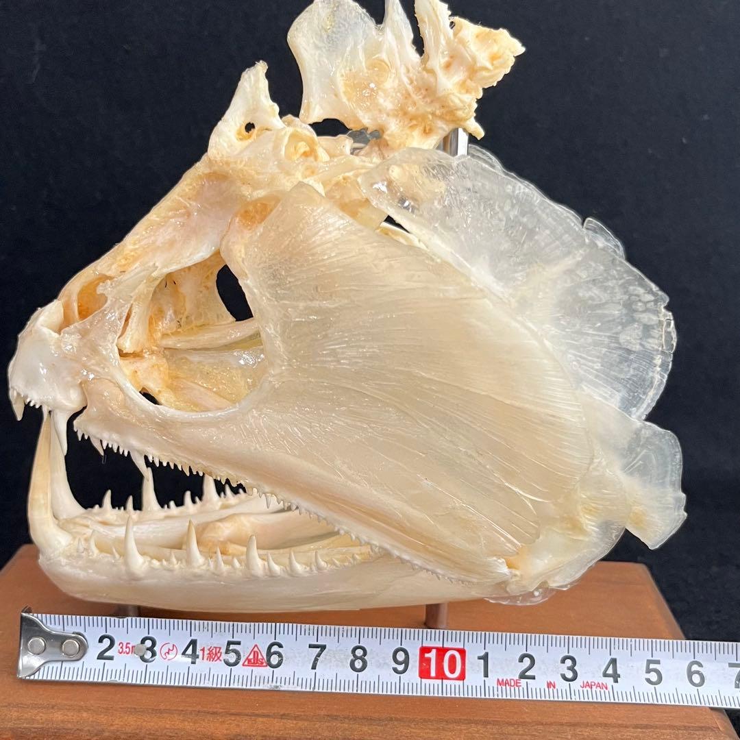 CORE-BOX様　骨格標本　カショーロ