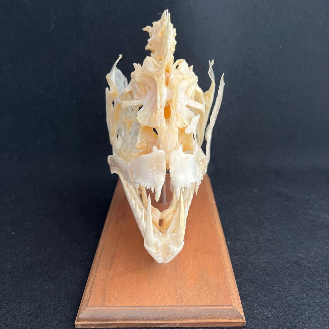 CORE-BOX様　骨格標本　カショーロ