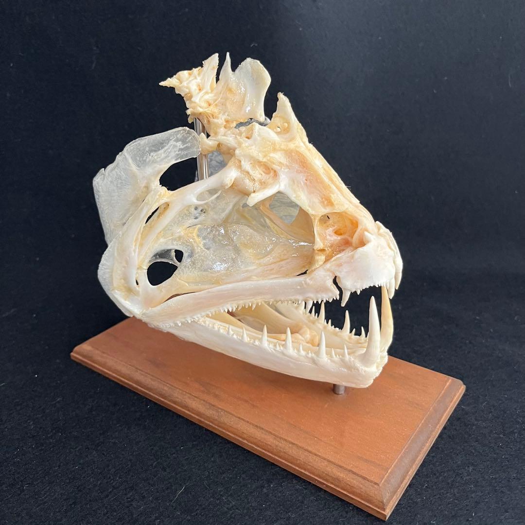 CORE-BOX様　骨格標本　カショーロ