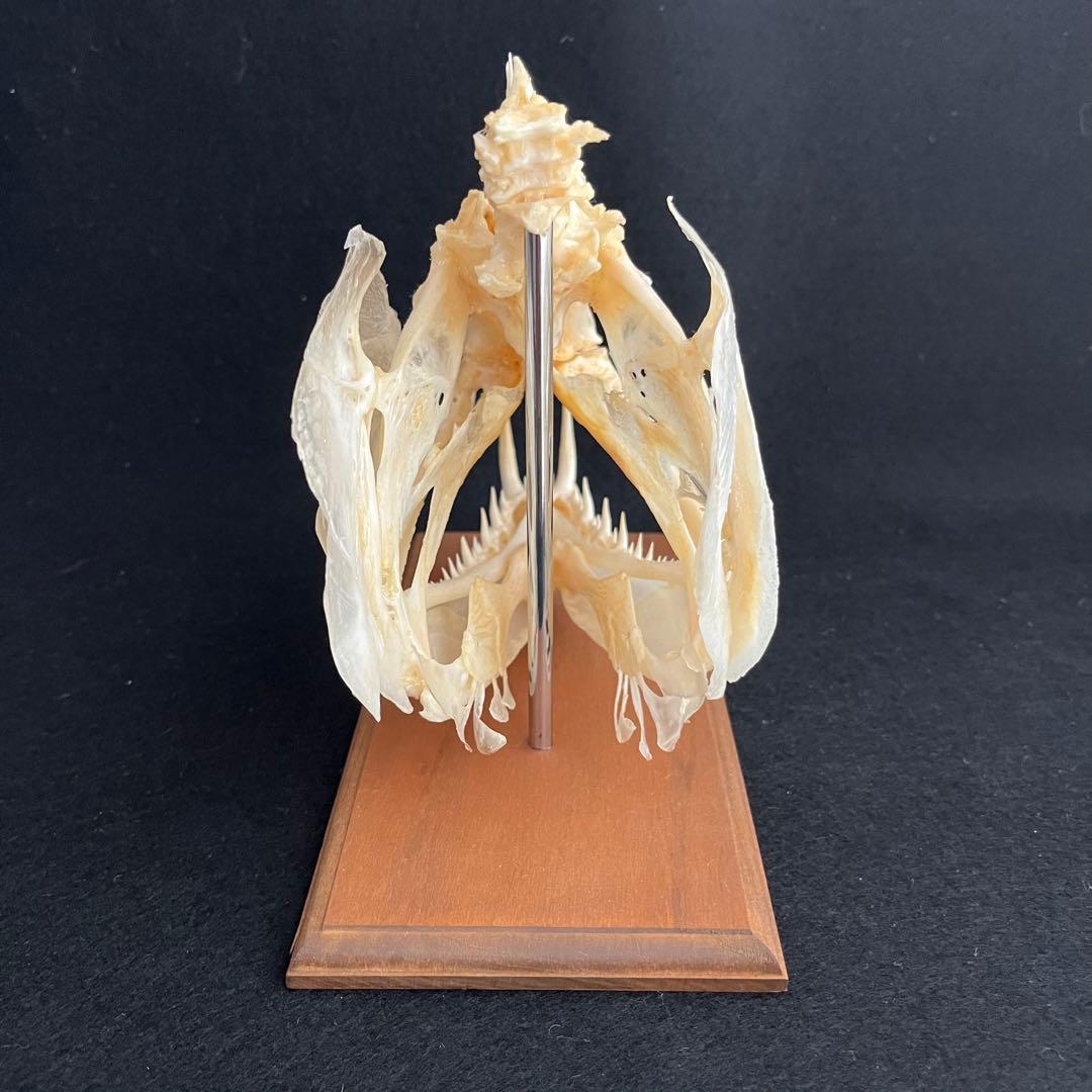 CORE-BOX様　骨格標本　カショーロ