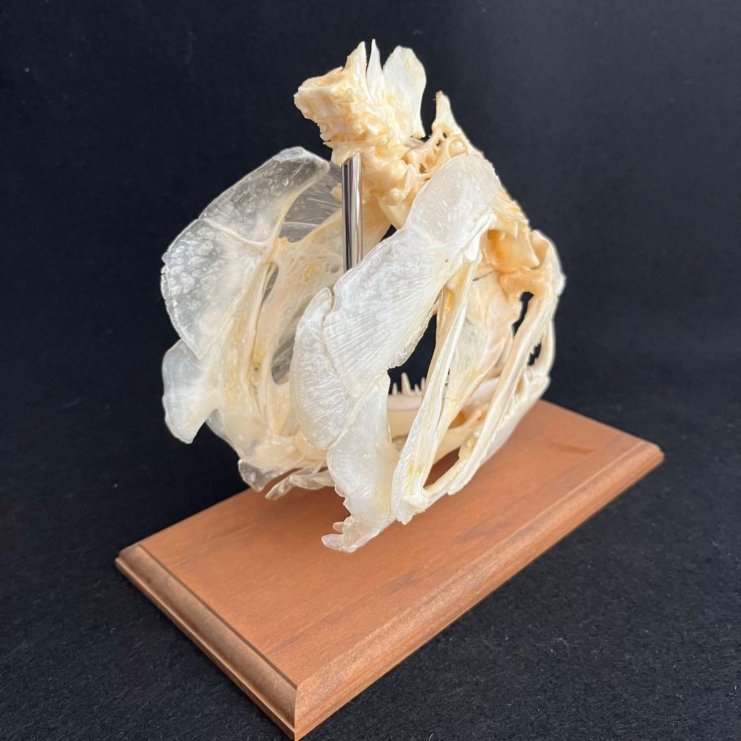 CORE-BOX様　骨格標本　カショーロ