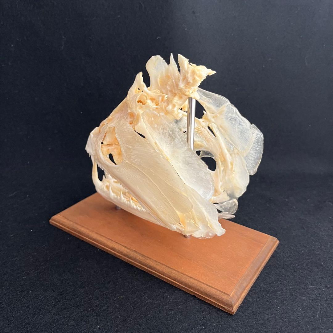 CORE-BOX様　骨格標本　カショーロ