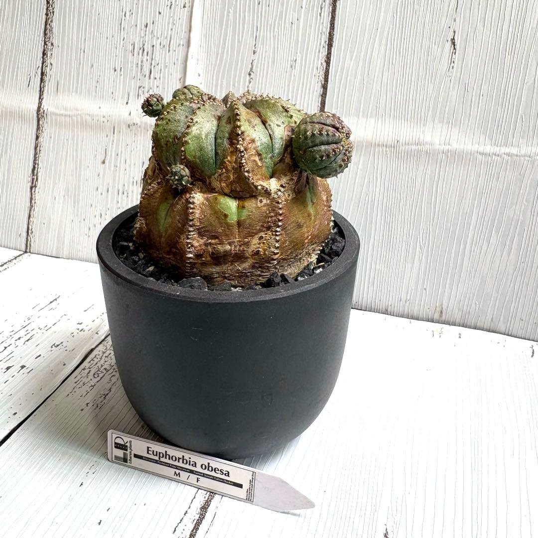 【特選極上大株】ユーフォルビア　オベサ　木質化　発根済み　鉢ごと発送