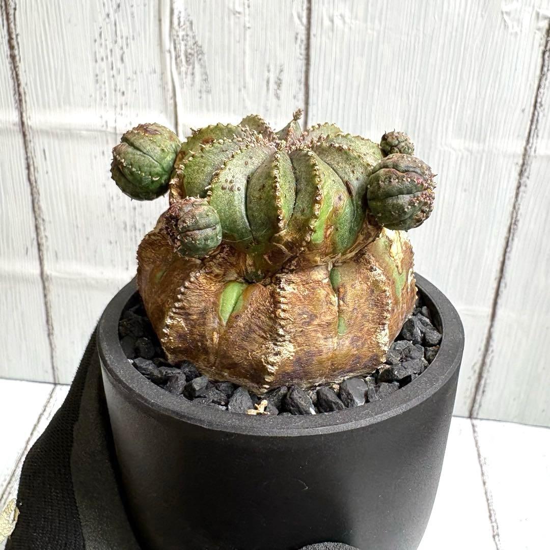 【特選極上大株】ユーフォルビア　オベサ　木質化　発根済み　鉢ごと発送