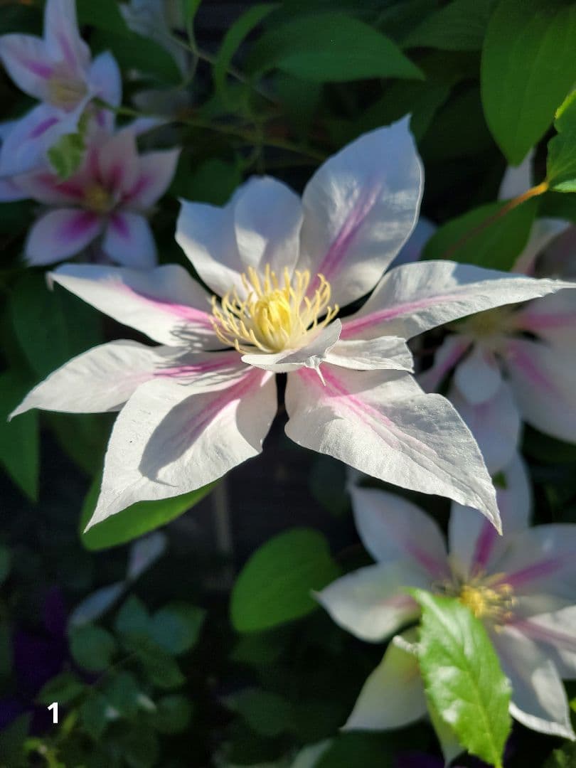 スパリゾートハワイアンズ ハローキティ 根付 2010 2008 ストラップ