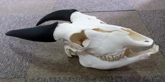 高品質！イランド スカルホーン（幼獣）A