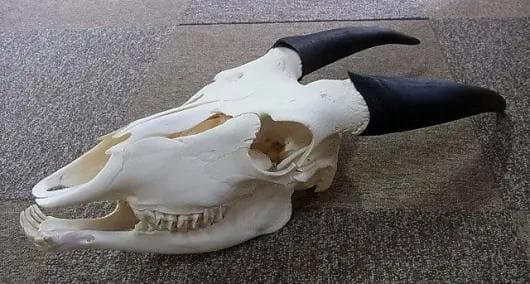 高品質！イランド スカルホーン（幼獣）A