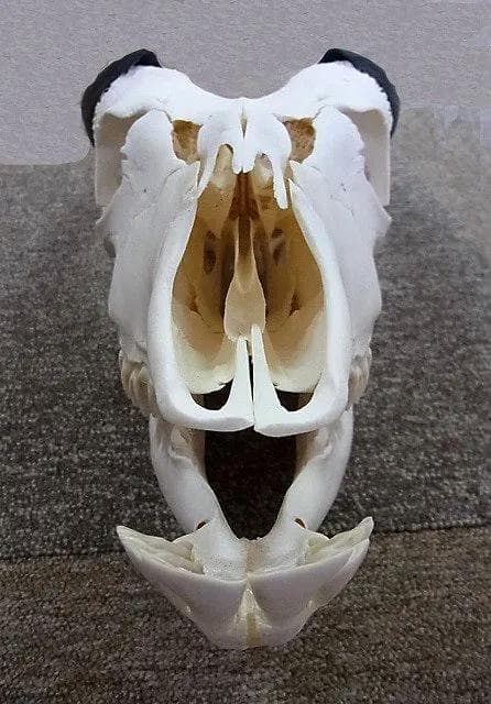 高品質！イランド スカルホーン（幼獣）A