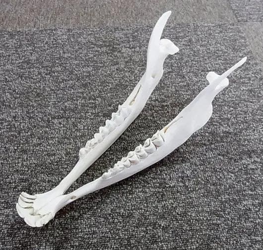 高品質！イランド スカルホーン（幼獣）A