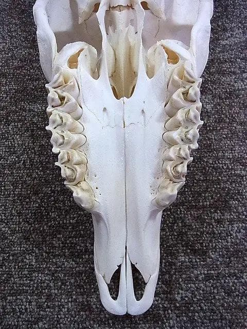 高品質！イランド スカルホーン（幼獣）A