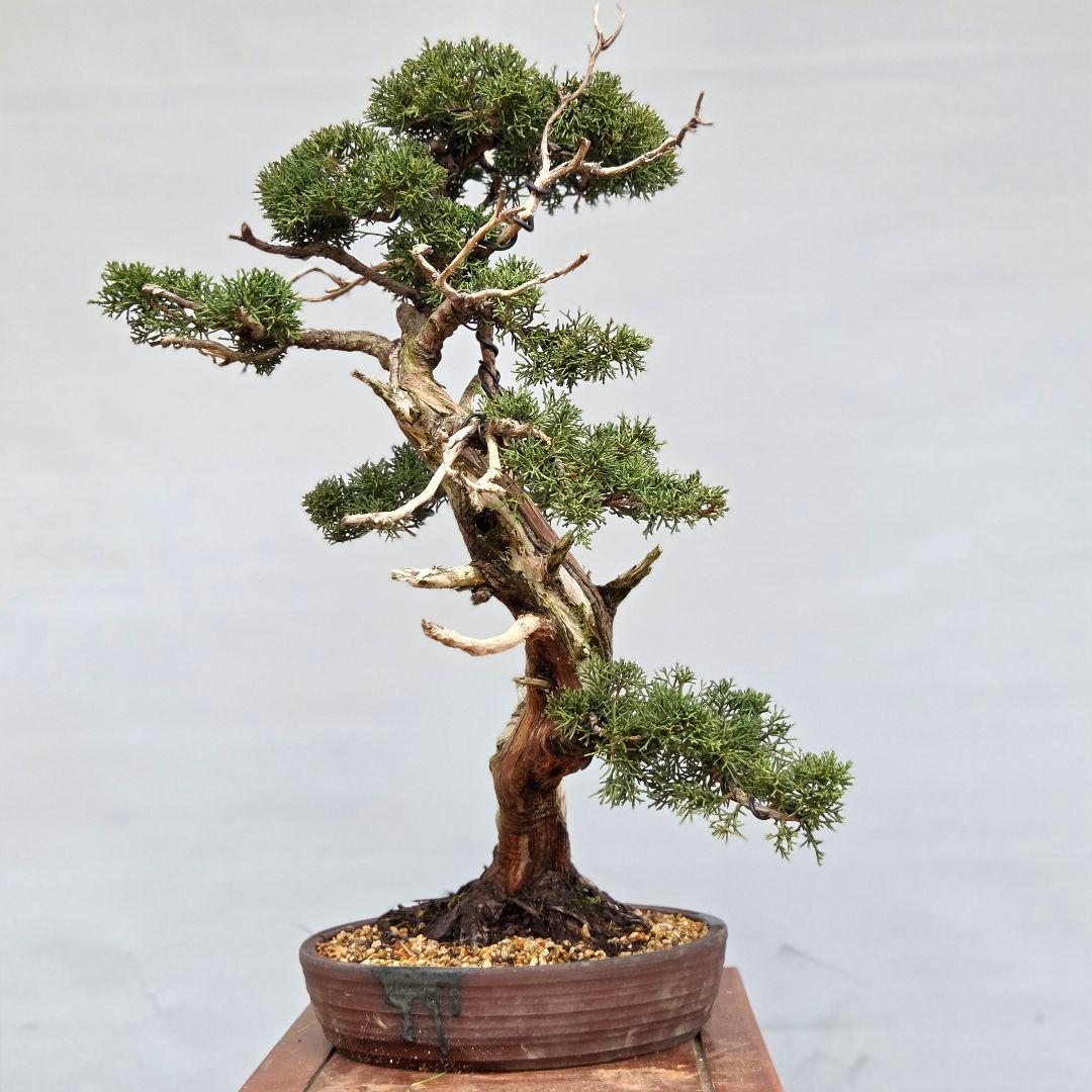 真柏　[斜幹模様木]　大品盆栽