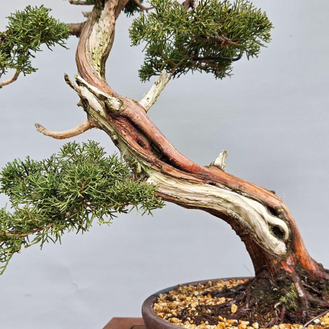 真柏　[斜幹模様木]　大品盆栽
