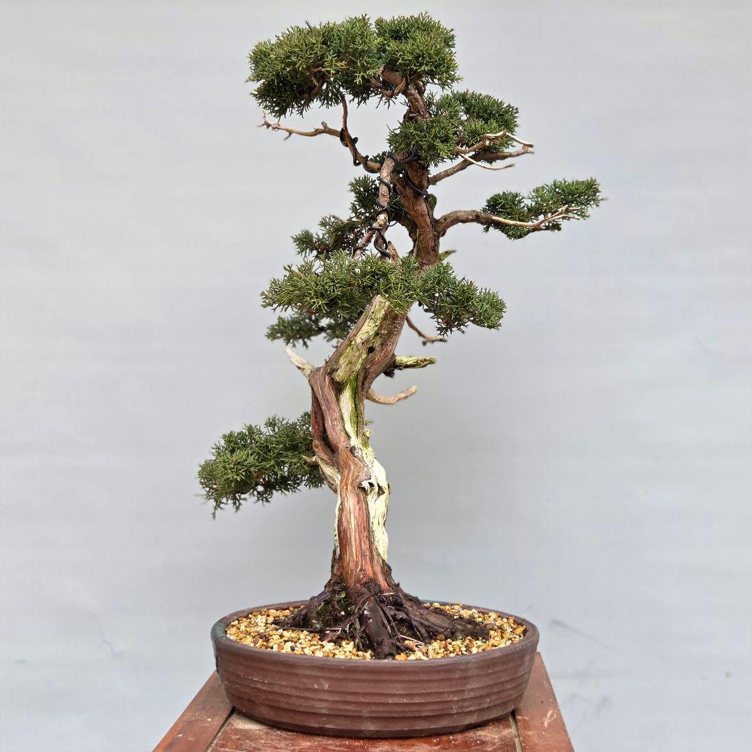 真柏　[斜幹模様木]　大品盆栽