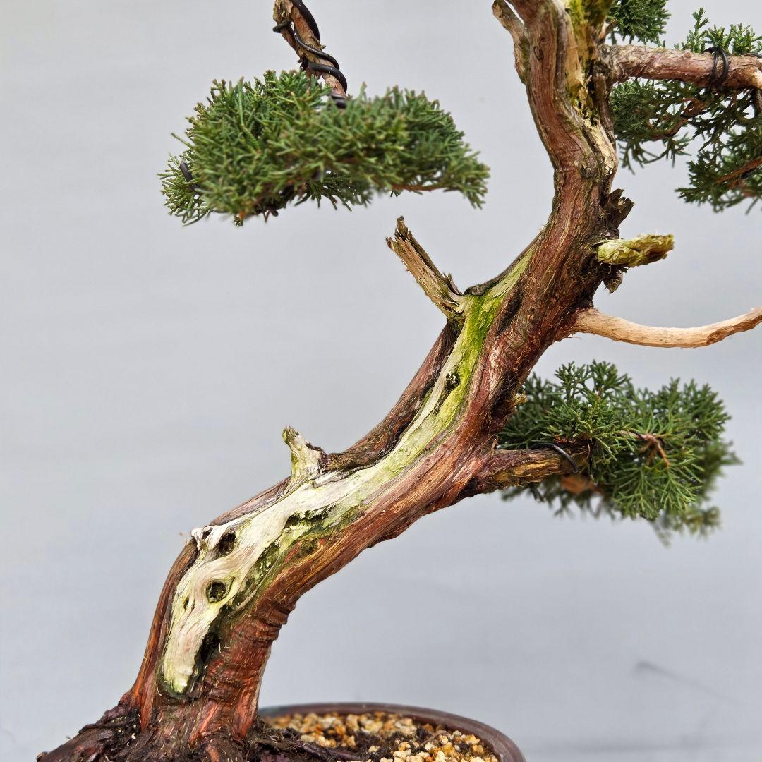 真柏　[斜幹模様木]　大品盆栽