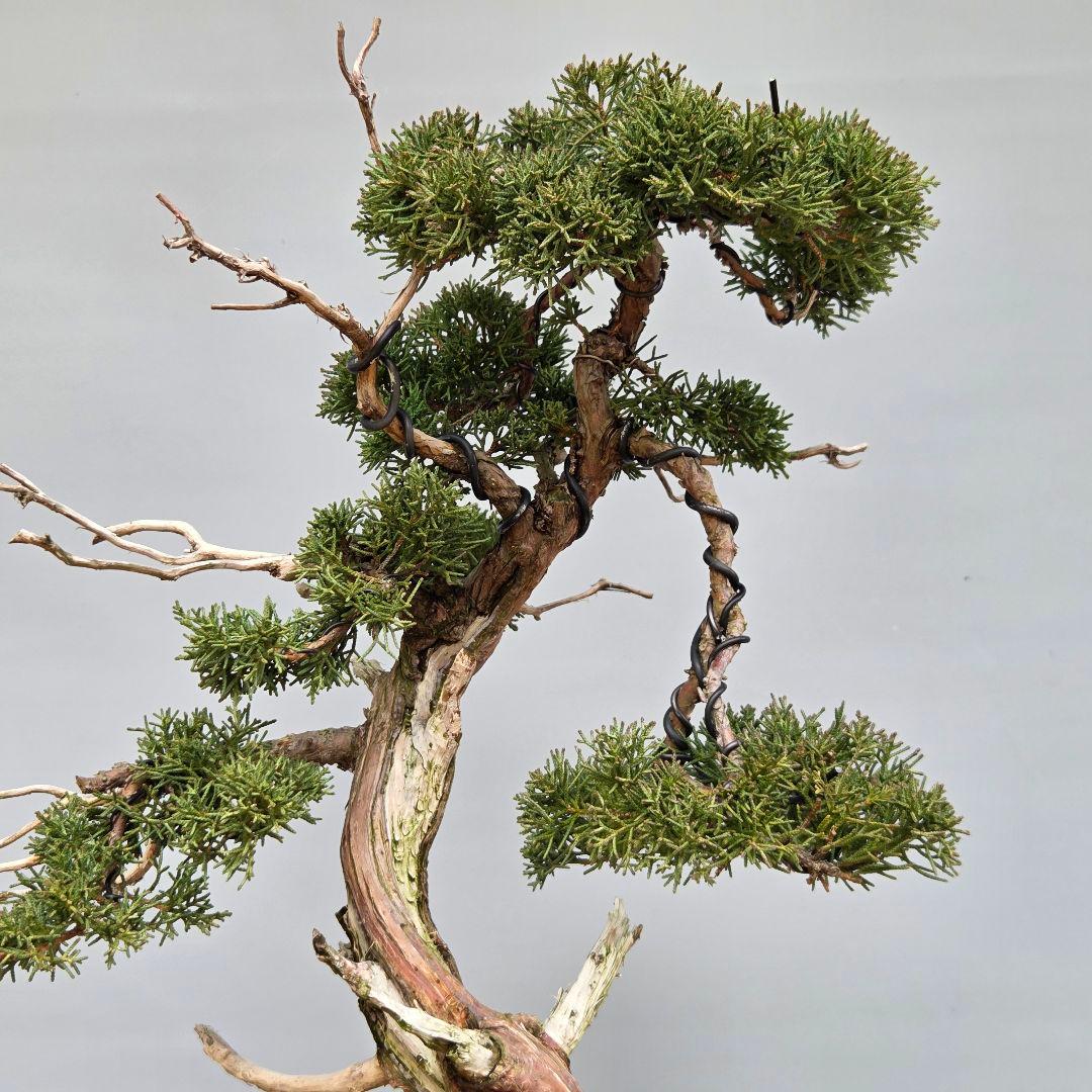 真柏　[斜幹模様木]　大品盆栽