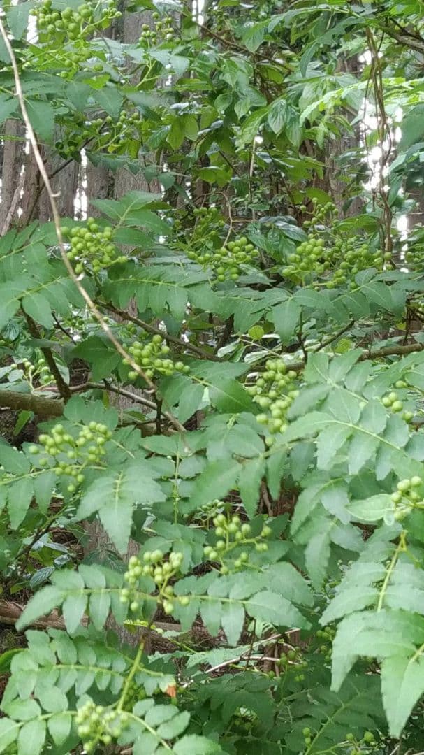 92●山椒ご希望○cm・○本 根付発根苗 京都丹波産○送料込￥○［260105］