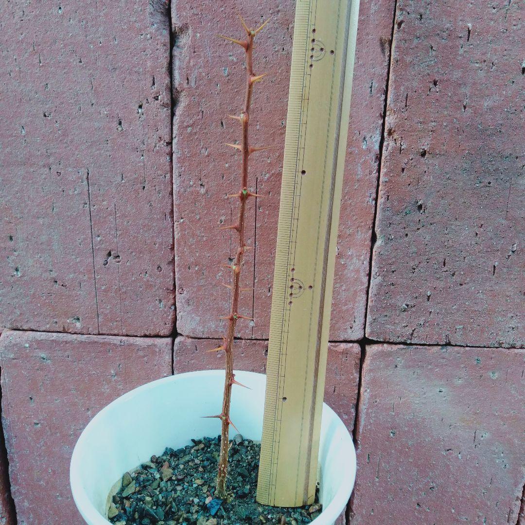 92●山椒ご希望○cm・○本 根付発根苗 京都丹波産○送料込￥○［260105］